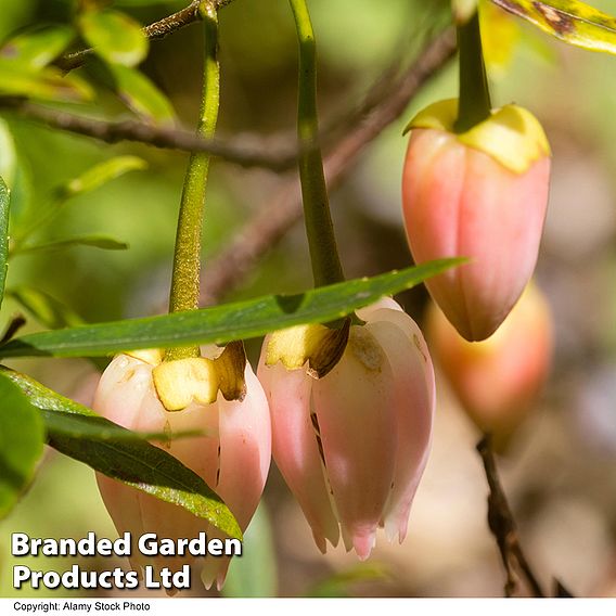 Crinodendron Trio