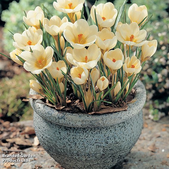 Crocus chrysanthus 'Cream Beauty'