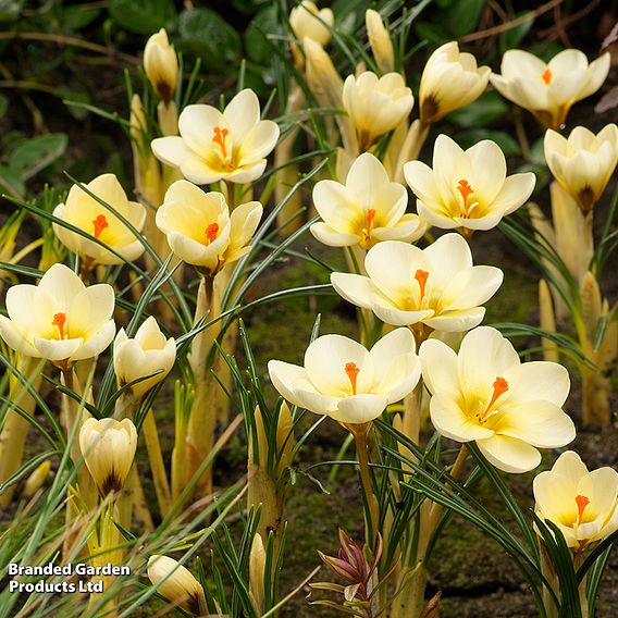 Crocus chrysanthus 'Cream Beauty'