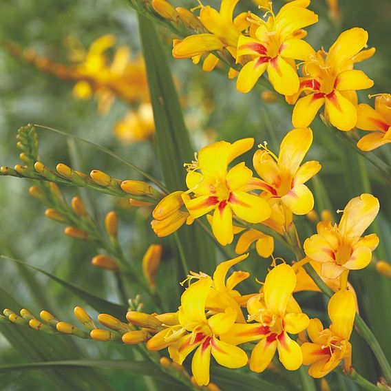 Crocosmia 'Hot Spot' (Firestars Series)