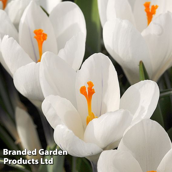 Crocus 'Jeanne d'Arc'