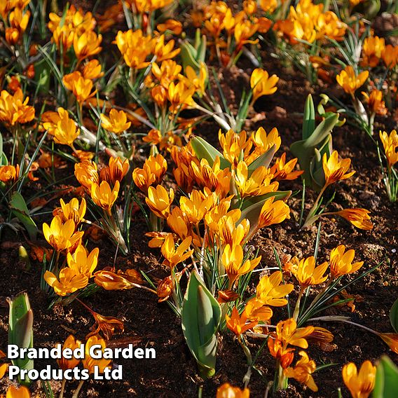 Crocus olivieri subsp. balansae 'Orange Monarch'