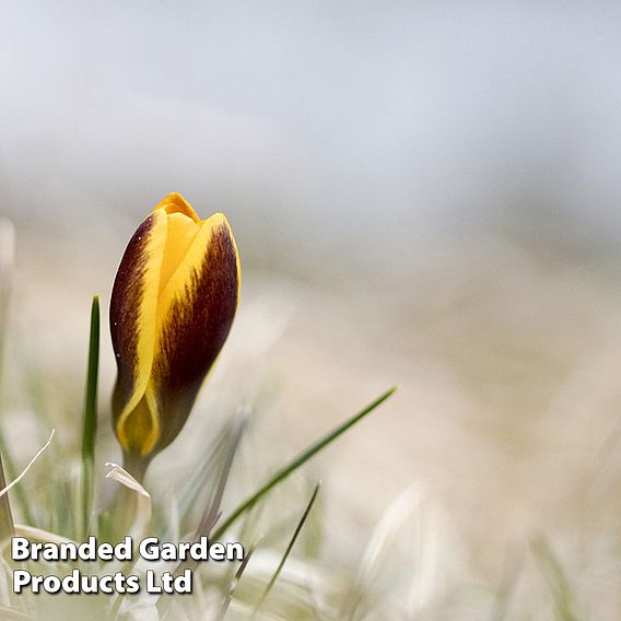 Crocus 'Queen Bee'