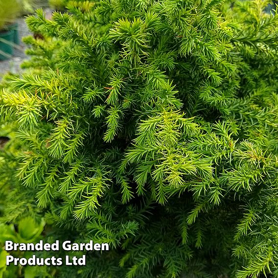 Cryptomeria japonica 'Vilmoriniana'