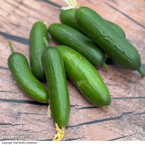 Cucumber 'Cumini'