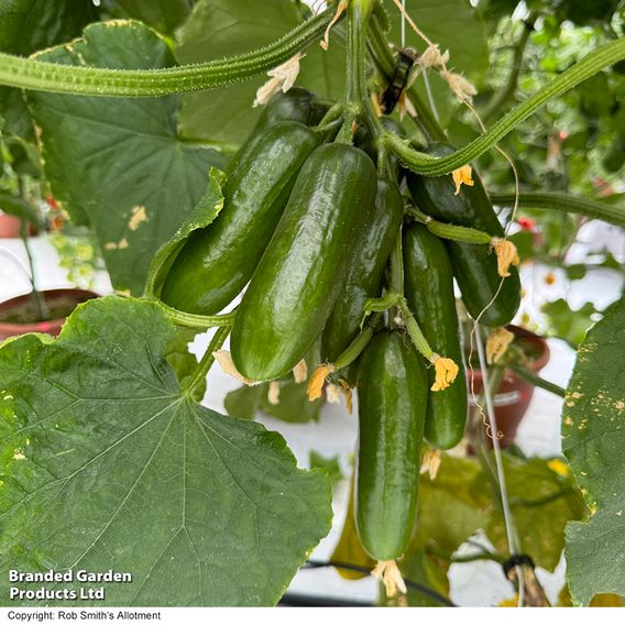 Cucumber 'Cumini'