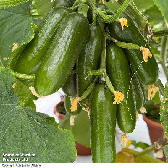 Cucumber 'Cumini'