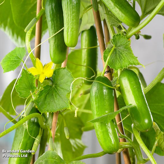 Cucumber 'Cumini'