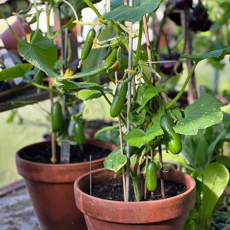 Cucumber 'Quick Snack' F1 - Seeds