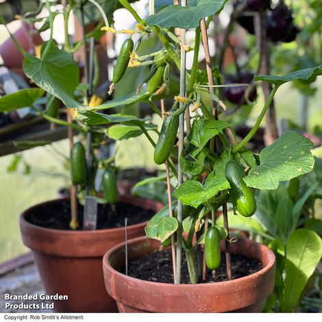 Cucumber 'Quick Snack' F1 - Seeds