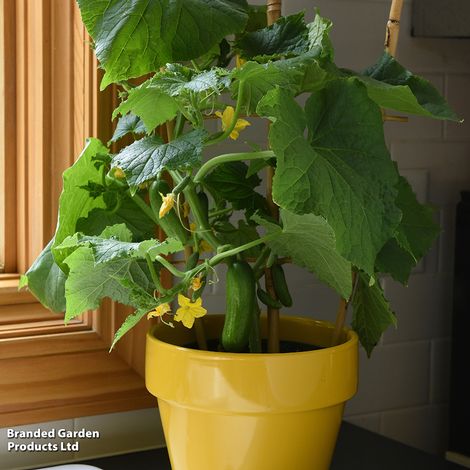 Cucumber 'Quick Snack' F1 - Seeds