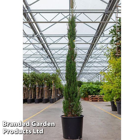 Cupressus sempervirens 'Pyramidalis'