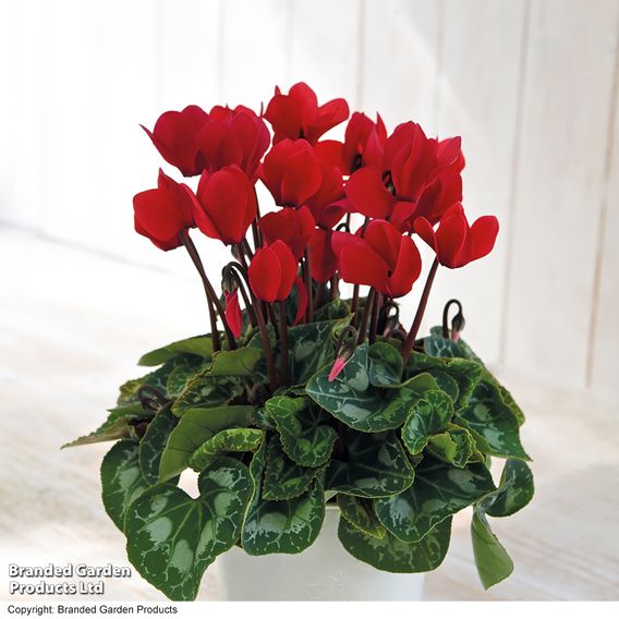 Cyclamen persicum 'Red'