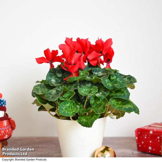 Cyclamen persicum 'Red'