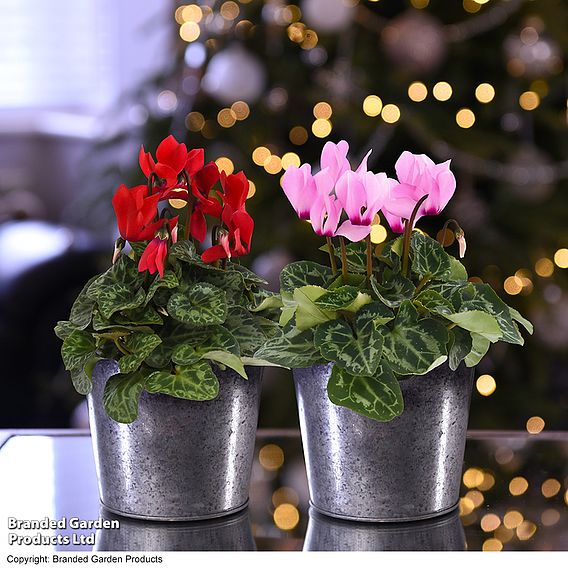 Cyclamen Duo - Gift