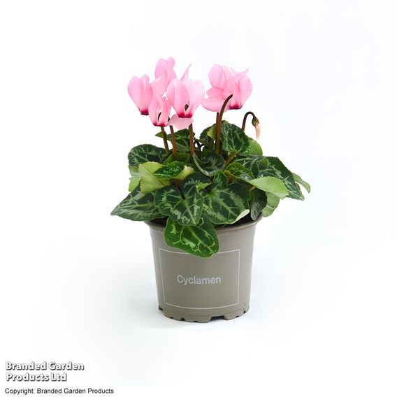 Cyclamen persicum 'Pink'