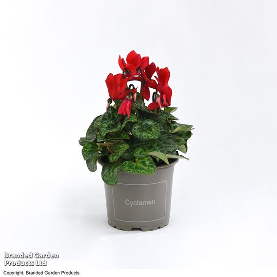 Cyclamen persicum 'Red'