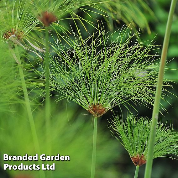 Cyperus papyrus (Marginal Aquatic)