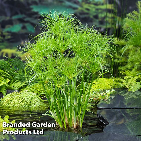 Cyperus papyrus percamenthus (Marginal Aquatic)