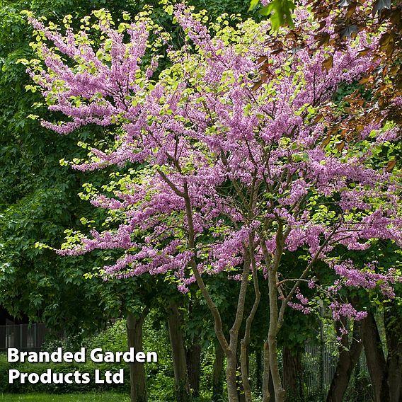 Cercis siliquastrum