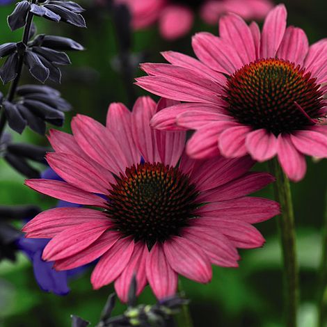 Echinacea purpurea 'Magnus'