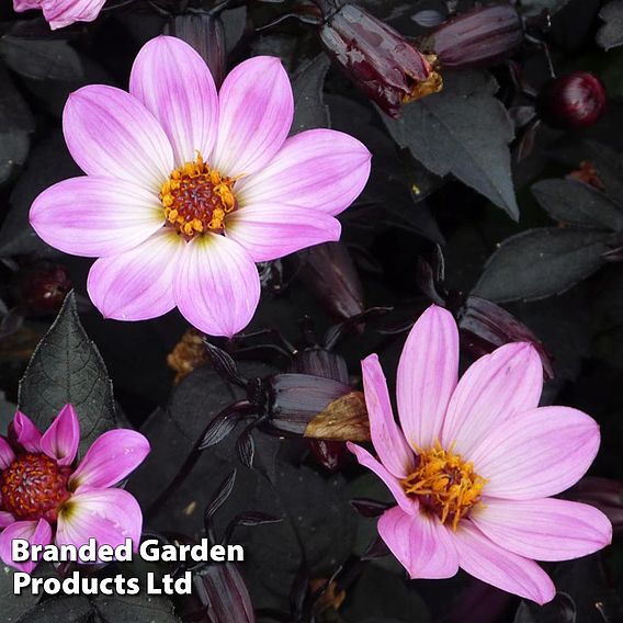 Dahlia Happy Days Pink