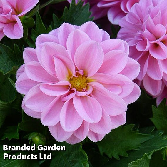 Dahlia 'Lubega Power Rose'