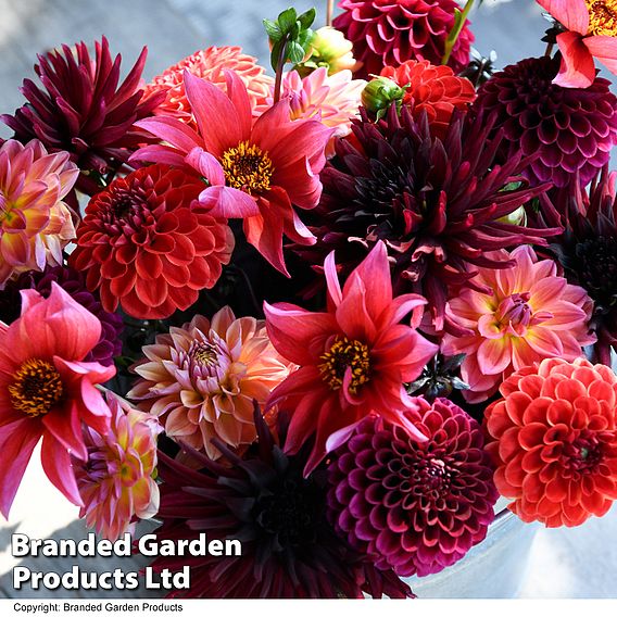 Dahlia 'Autumn Shades Mix'