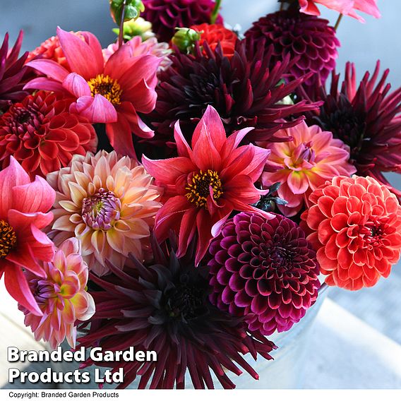 Dahlia 'Autumn Shades Mix'