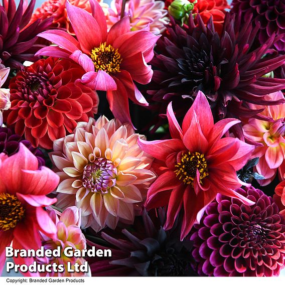 Dahlia 'Autumn Shades Mix'