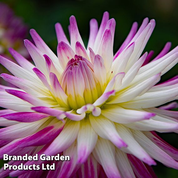 Dahlia 'Badger Twinkle'