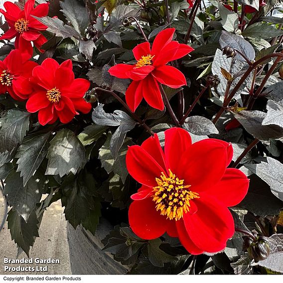 Dahlia 'Black Forest Ruby' - Seeds