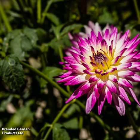 Dahlia 'Cactus Bundle'