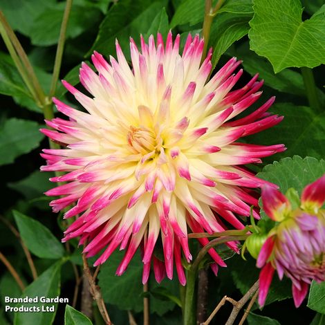 Dahlia 'Cactus Bundle'