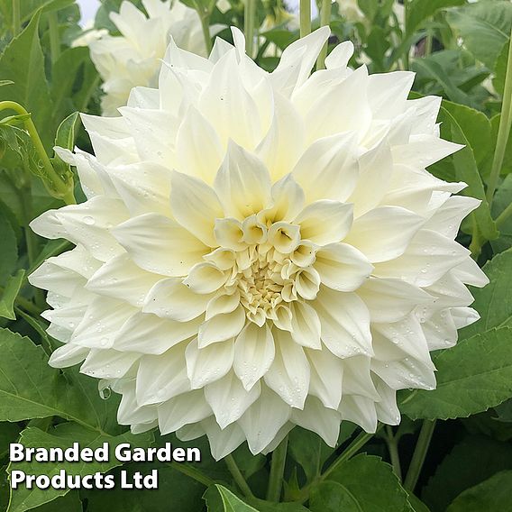 Dahlia 'Café Au Lait Collection'