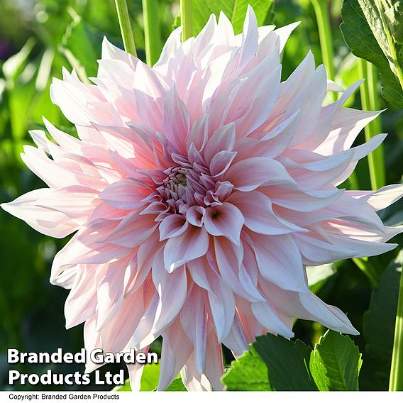 Dahlia 'Café Au Lait Collection'