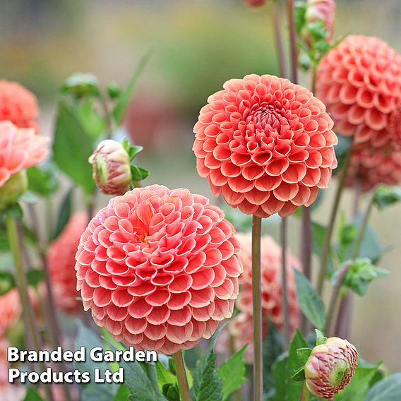 Dahlia 'Cornel Brons'