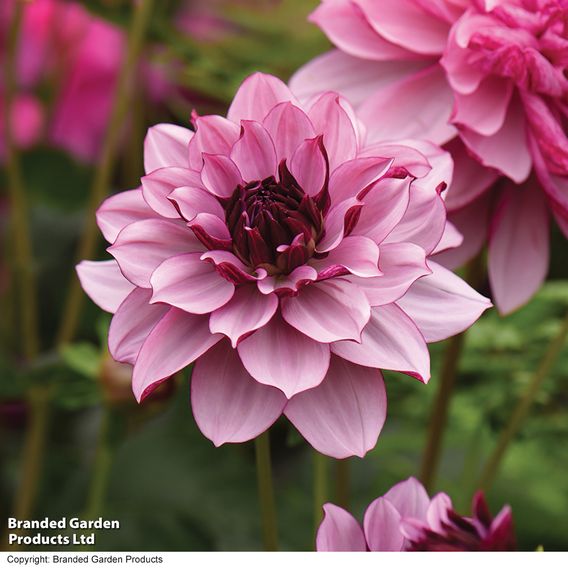 Dahlia Garden Pack