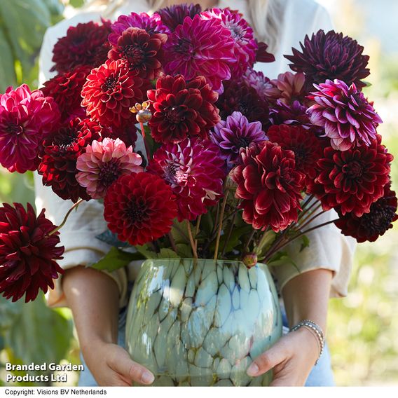 Dahlia 'Dark Bouquet Mix'