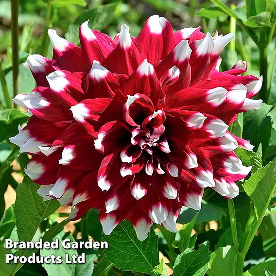 Dahlia 'Perfect Patchwork Collection'