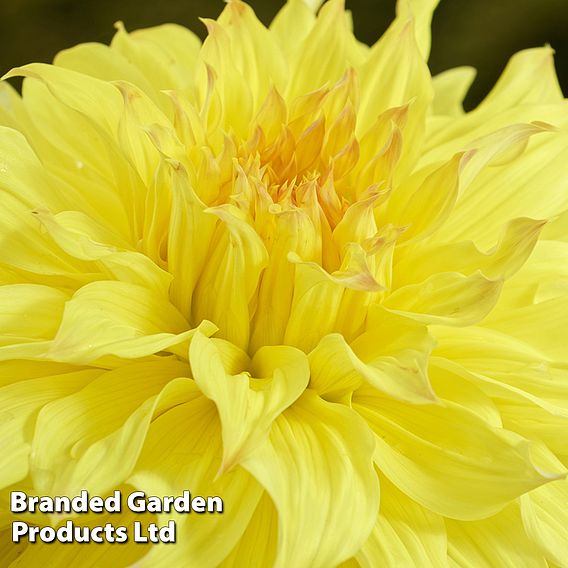 Dahlia 'Wanda's Capella'