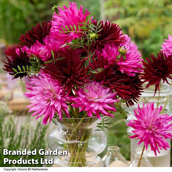 Dahlia 'Dark Diamond Mix'