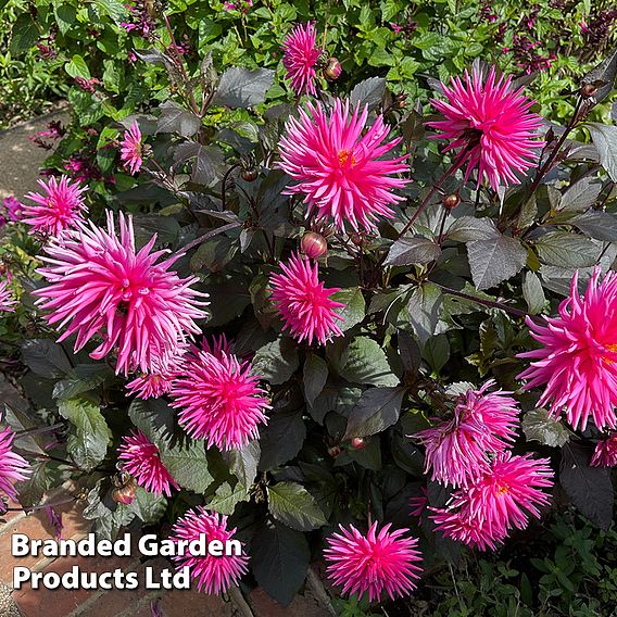 Dahlia 'Electro Pink'