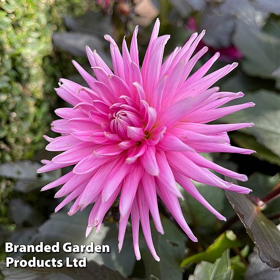 Dahlia 'Electro Pink'