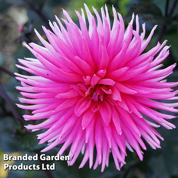 Dahlia 'Electro Pink'