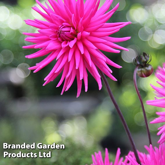 Dahlia 'Electro Pink'