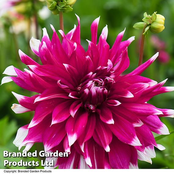 Dahlia Dinner Plate 'Englands Glory'