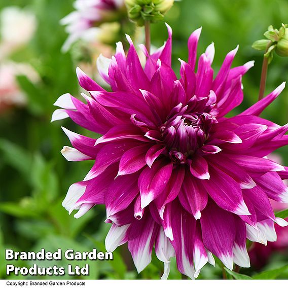 Dahlia Dinner Plate 'Englands Glory'