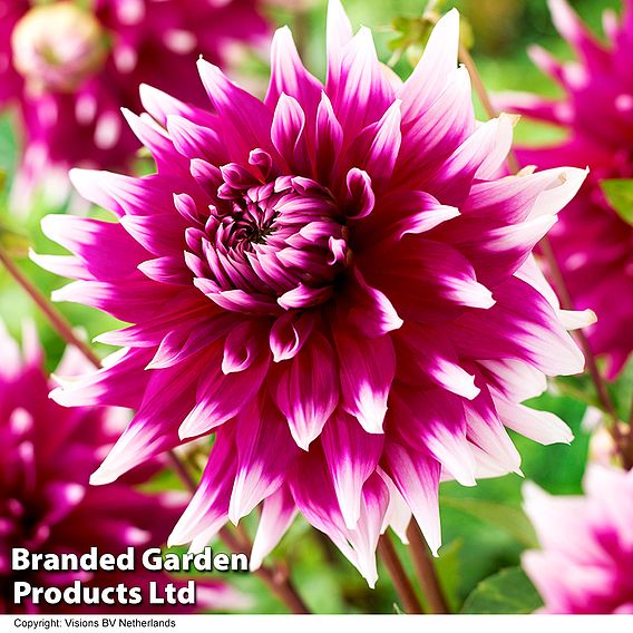 Dahlia Dinner Plate 'Englands Glory'