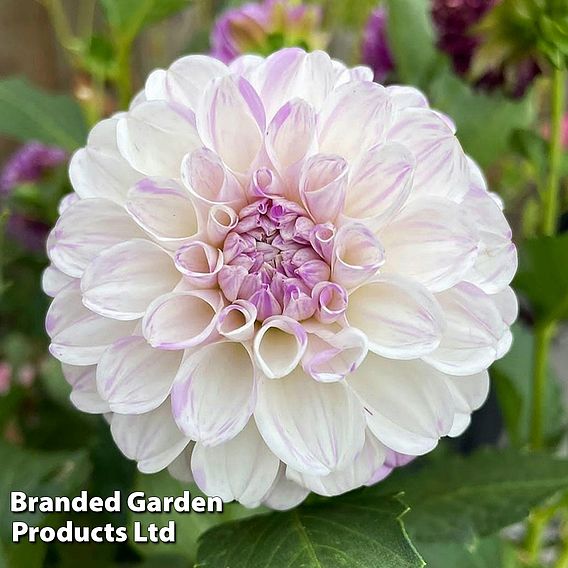 Dahlia 'Perfect Pompom Collection'